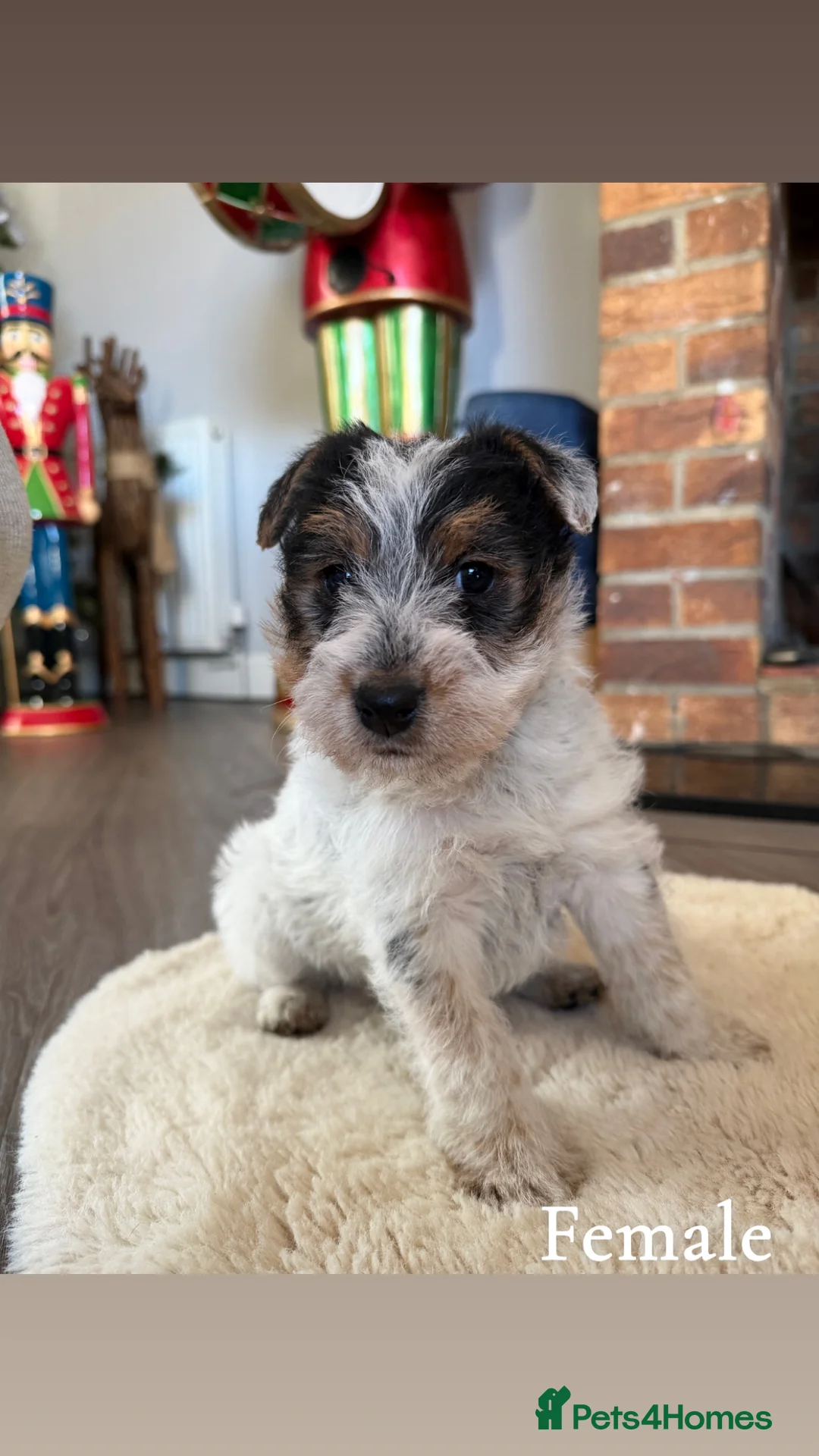 Mixed Breed dogs for sale: Adorable wire hair fox terrier x jack russell - Advert 1