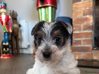 Mixed Breed dogs Adorable wire hair fox terrier x jack russell - Advert 1
