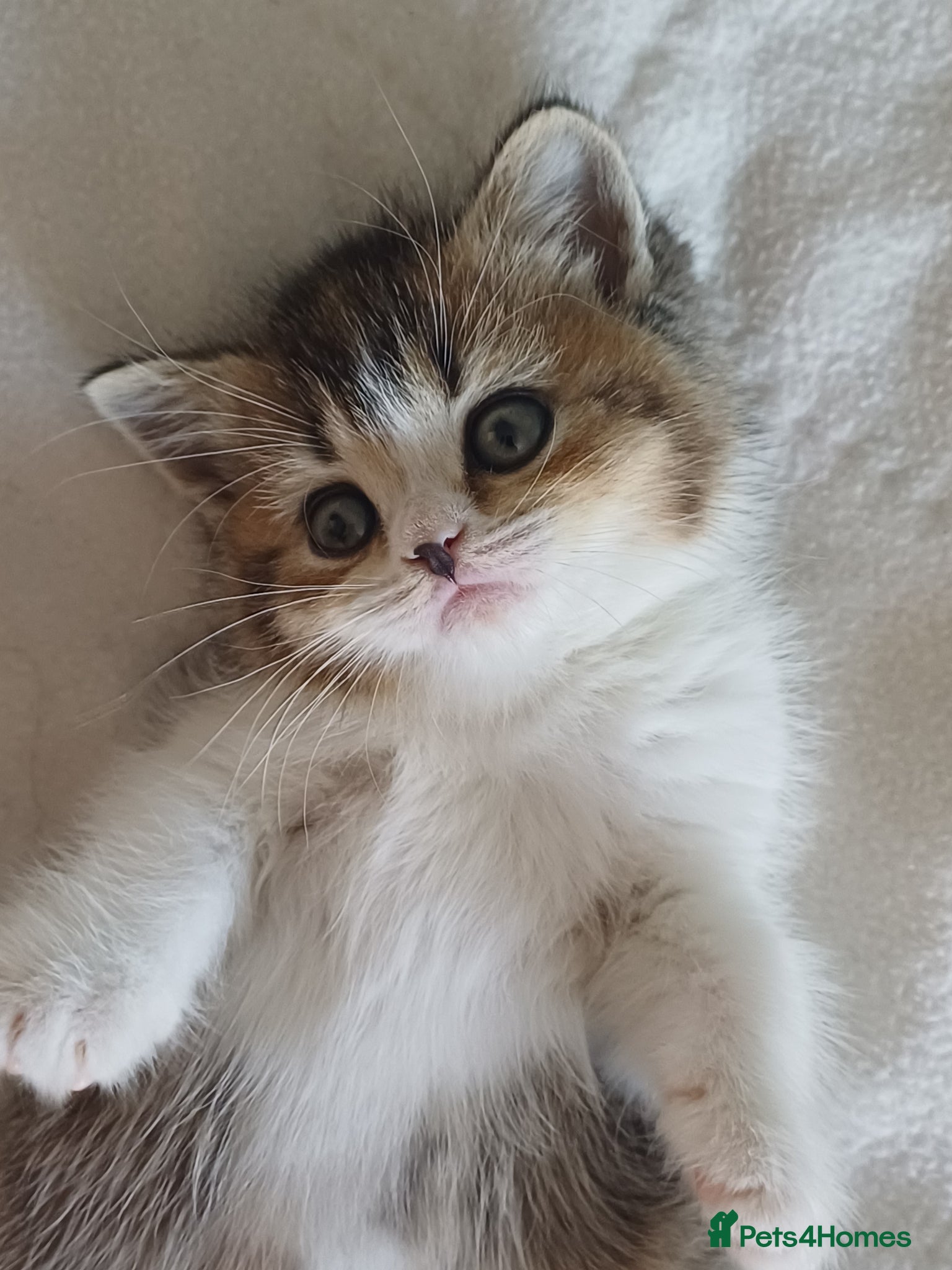 British Shorthair cats for sale: Gorgeous Brittish Shorthair 🐱 - Advert 18