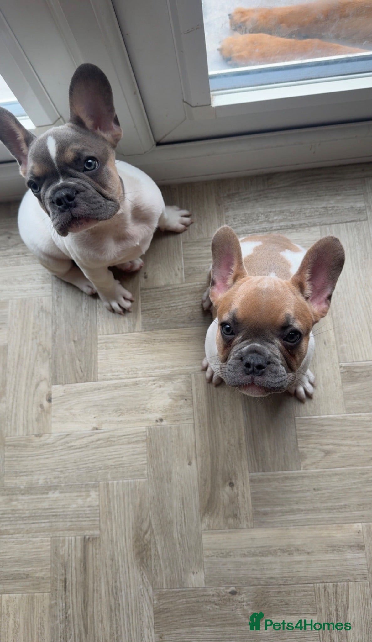 French Bulldog dogs French Bulldog Puppies for Rehoming - Advert 1