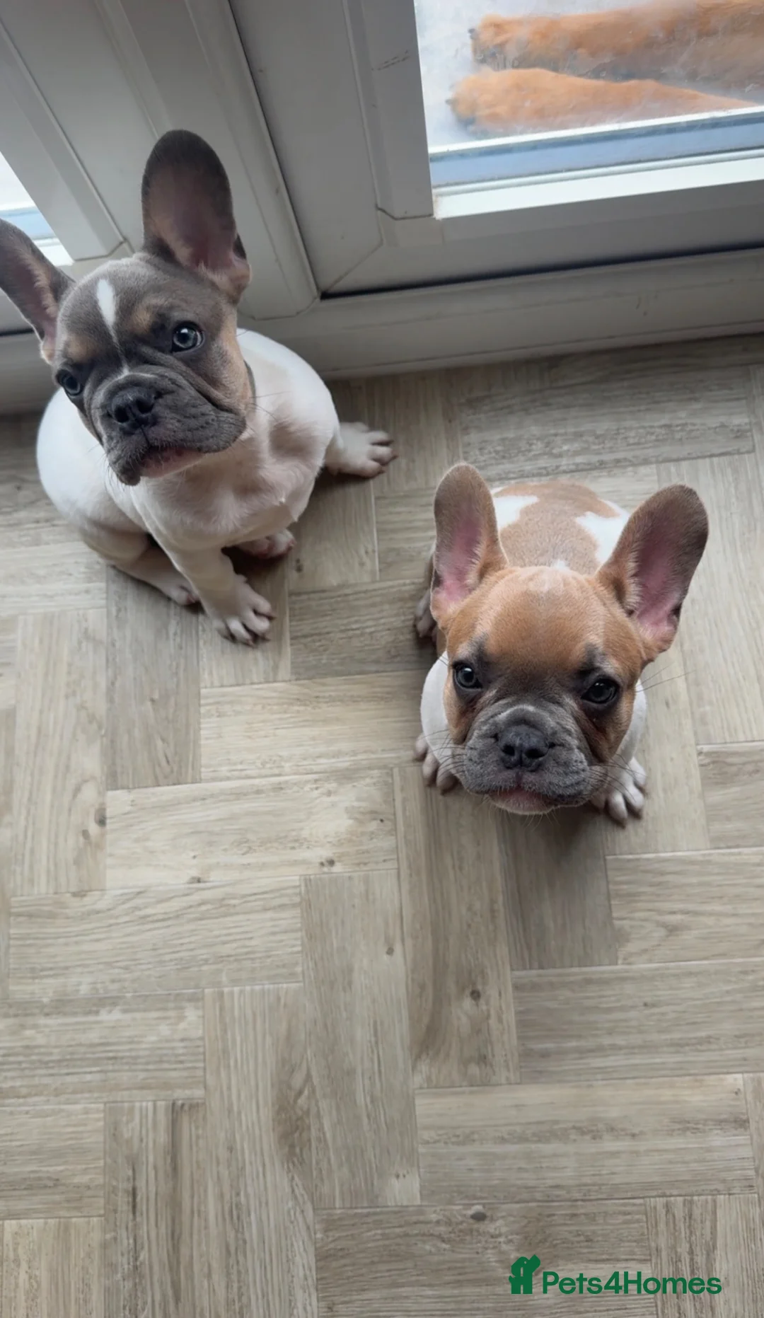 French Bulldog dogs for sale: French Bulldog Puppies for Rehoming in Abergele - Advert 1