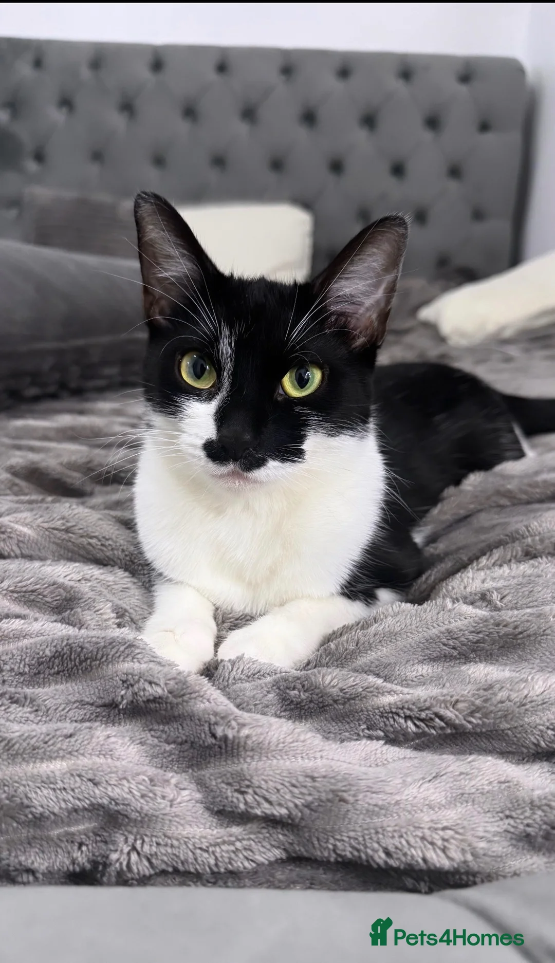 Mixed Breed cats for sale: 4 Gorgeous Boys Looking for Their Forever Homes! - Advert 16