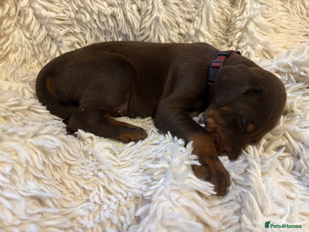 Dobermann dogs for sale: 12 stunning Doberman puppies - Image 14