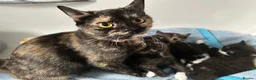 Mixed Breed cats for sale: Playful British Shorthair & Longhair Mix Kittens - Advert 7