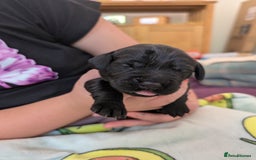Springador dogs for sale: Beautiful Springador Puppies - Image 7