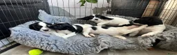 English Springer Spaniel dogs for sale: Springer Spaniel  - Advert 4