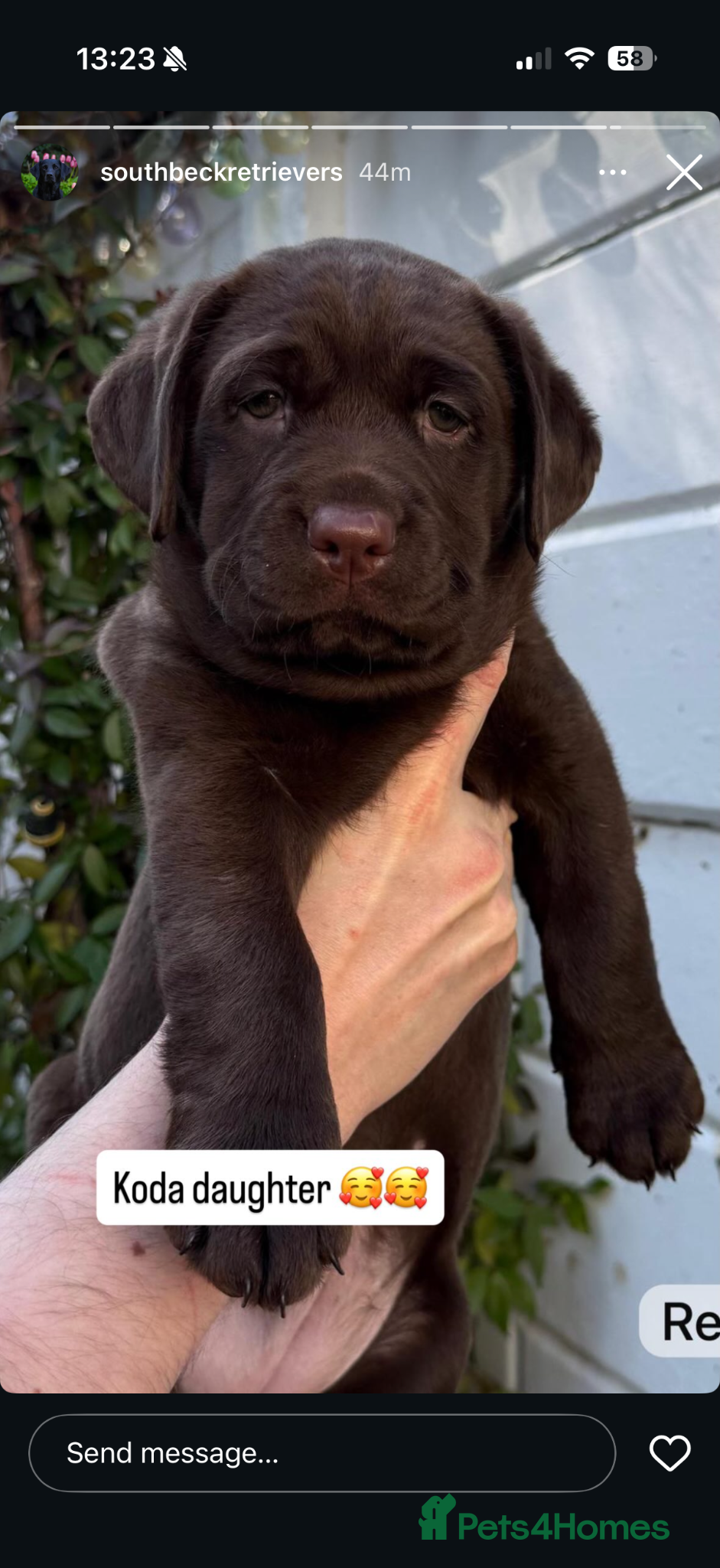 Labrador Retriever dogs Chocolate Labrador Puppies (KC Health Tested) - Advert 1