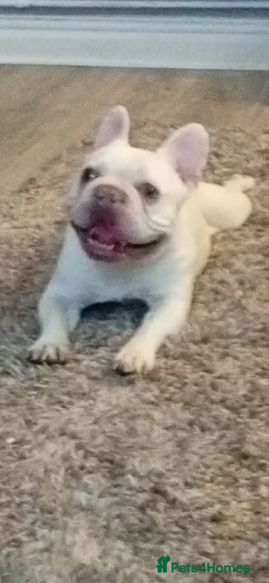 French Bulldog dogs for stud: Pablo  in Leigh - Advert 2