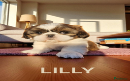 Shih Tzu dogs for sale: 💕🐶💕 STUNNING SHIH TZU 💕🐶💕 - Image 31