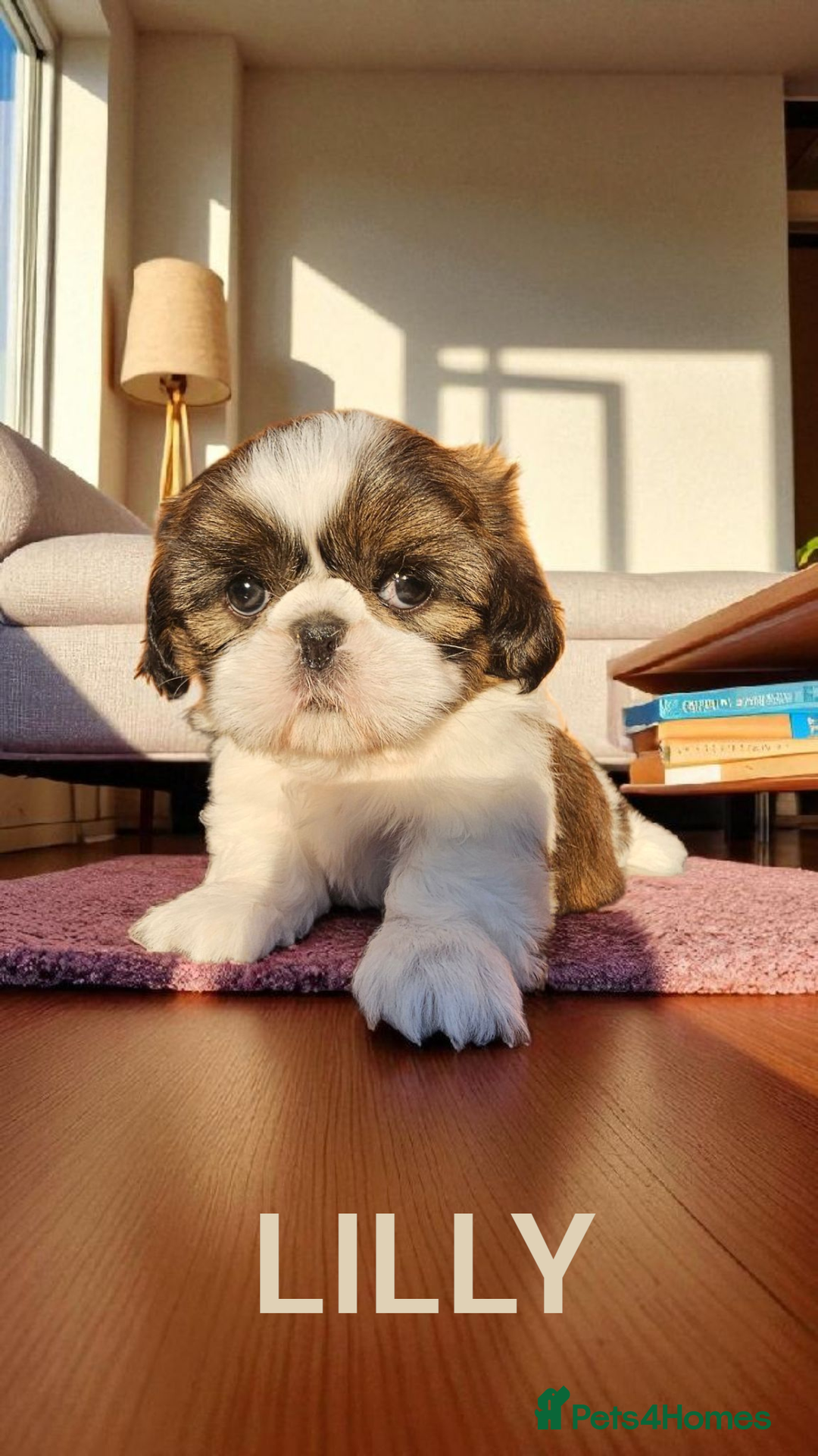 Shih Tzu dogs for sale: 💕🐶💕 STUNNING SHIH TZU 💕🐶💕 - Image 31