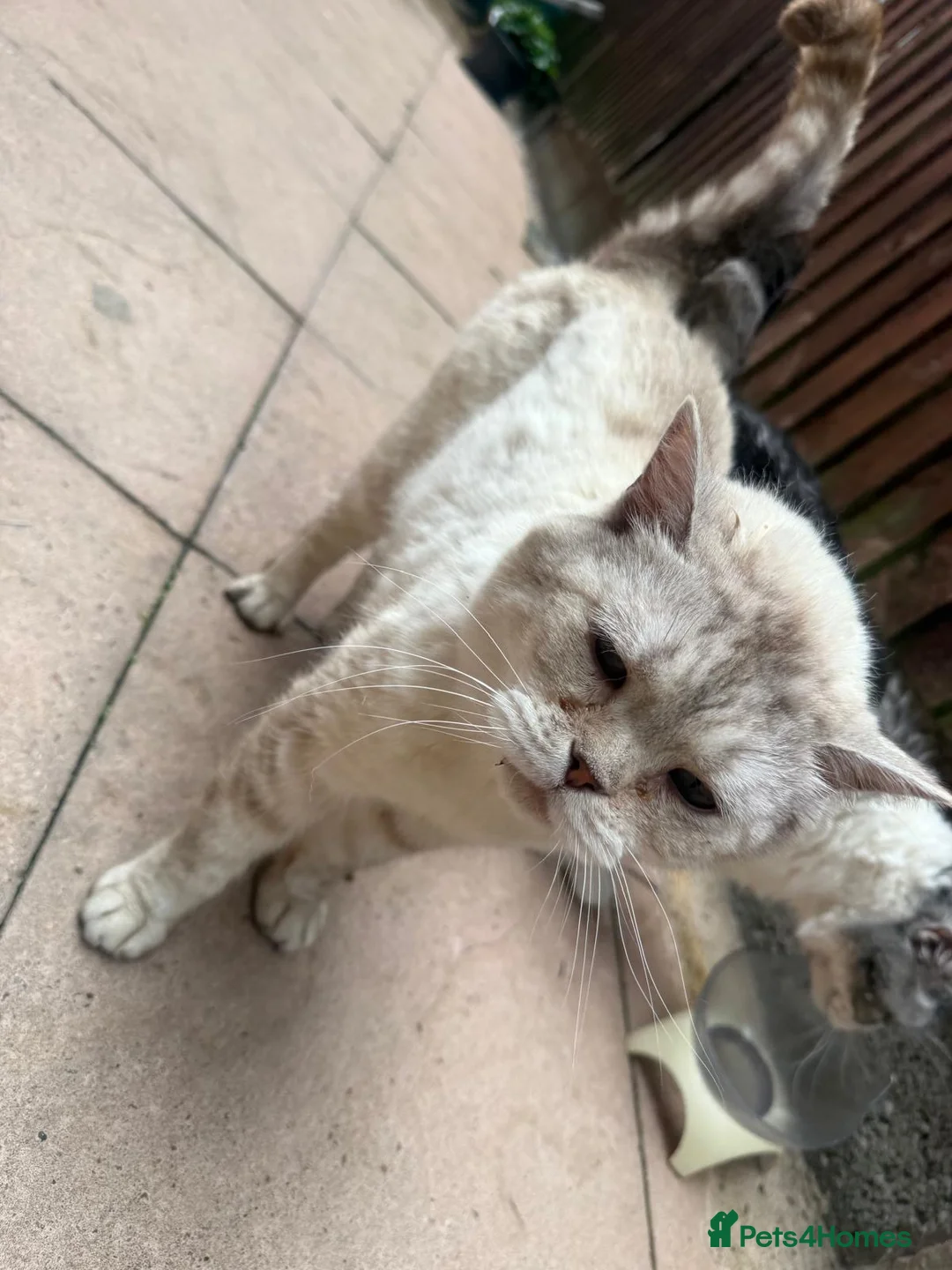British Shorthair cats for sale: Beautiful Pair of British Shorthair Cats - Advert 8