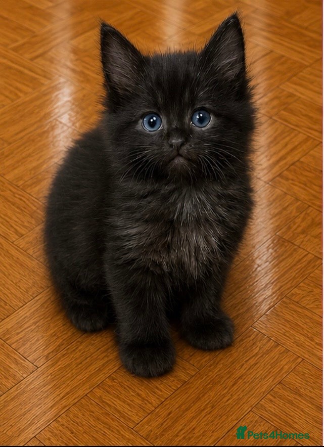Maine Coon cats Maine Coon kittens  - Advert 2