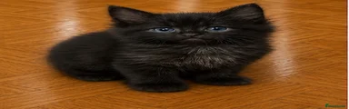 Maine Coon 3