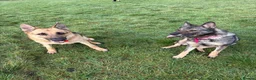 German Shepherd dogs for sale: Female German shepherd  - Advert 3