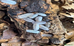 Mixed Breed invertebrates for sale: Isopods, Millipedes & Springtails - Image 9