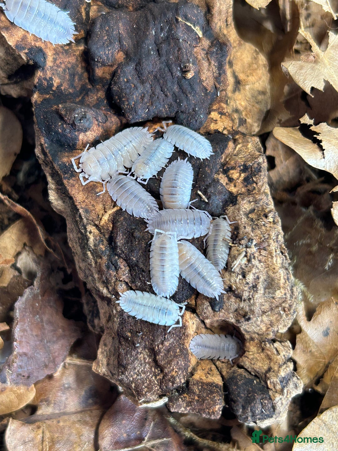 Mixed Breed invertebrates for sale: Isopods, Millipedes & Springtails - Image 9