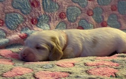 Cockapoo dogs for sale: Gorgeous F2B Cockapoo puppies  - Image 33