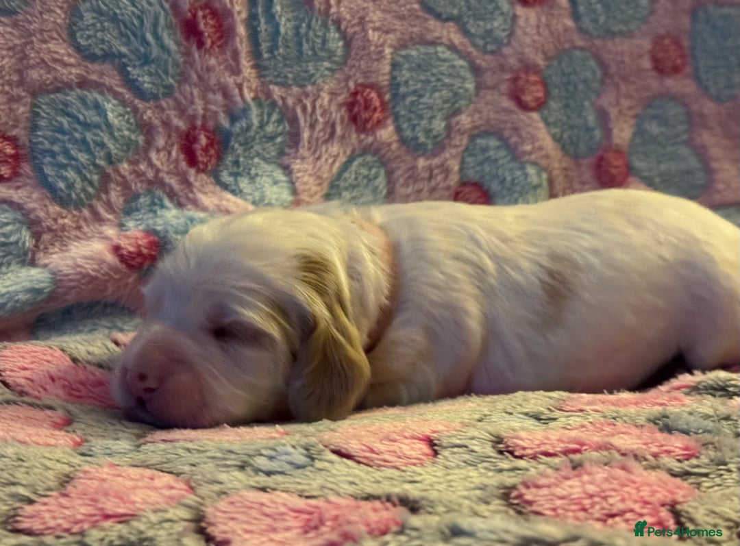 Cockapoo dogs for sale: Gorgeous F2B Cockapoo puppies  - Image 33