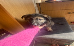 German Shepherd dogs for sale: German shepherd  - Image 10