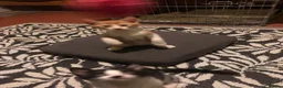 Mixed Breed cats for sale: Beautiful kittens ready for their forever homes  - Advert 10