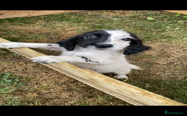 English Springer Spaniel dogs - Advert 5