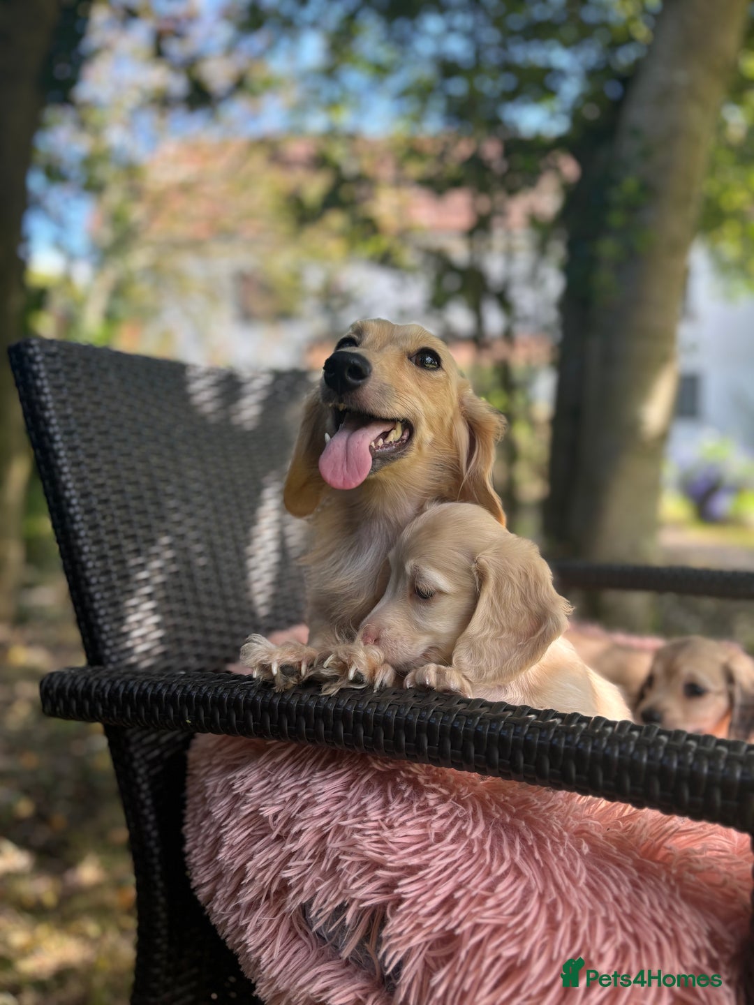 Miniature Dachshund dogs for sale: Miniature long haired cream dachshund. KC reg/PRA - Image 17