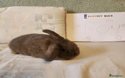 Mini Lop rabbits for sale: Stunning Mini Lop Bucks  - Image 8