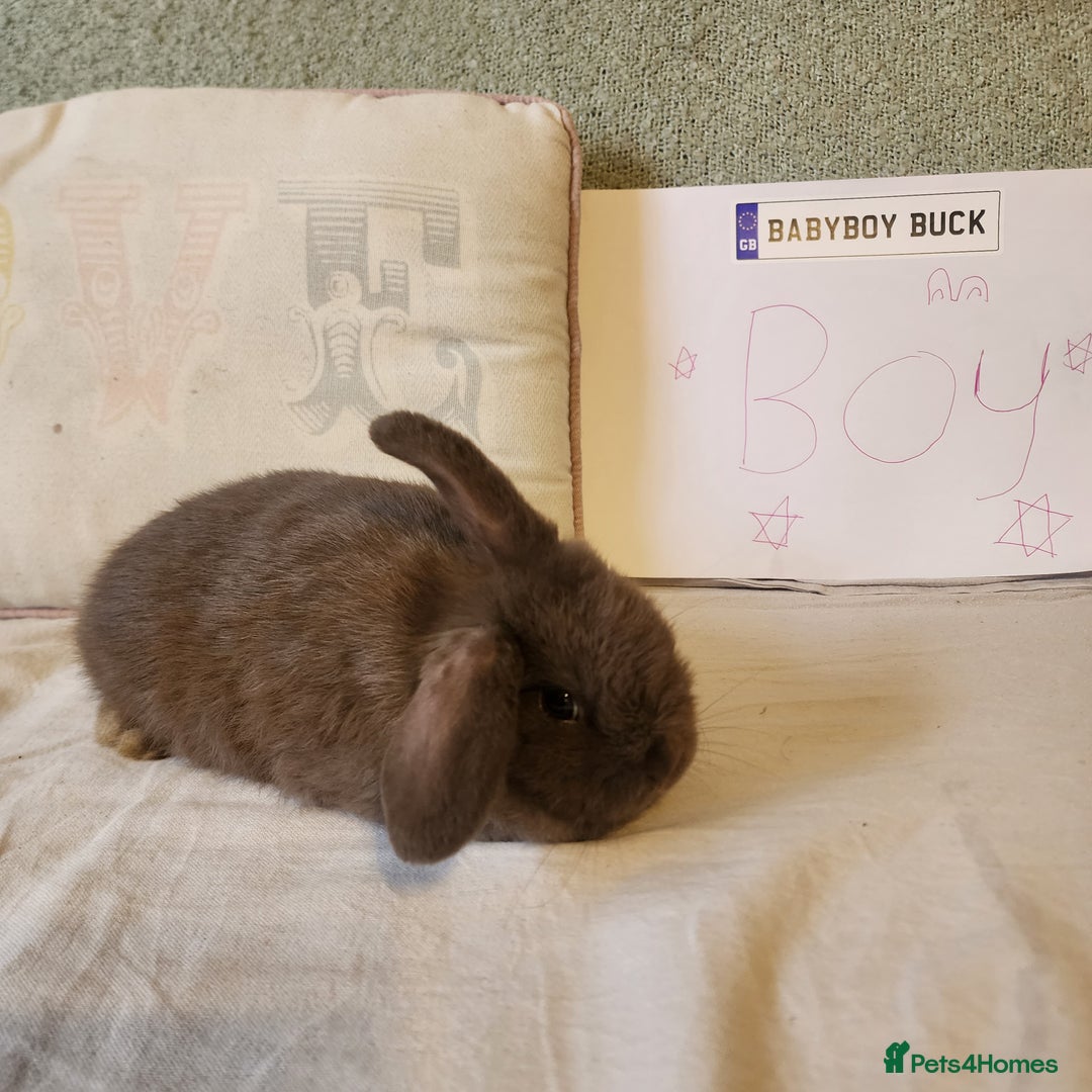 Mini Lop rabbits for sale: Stunning Mini Lop Bucks  - Image 8