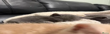 Mixed Breed Kitten 4