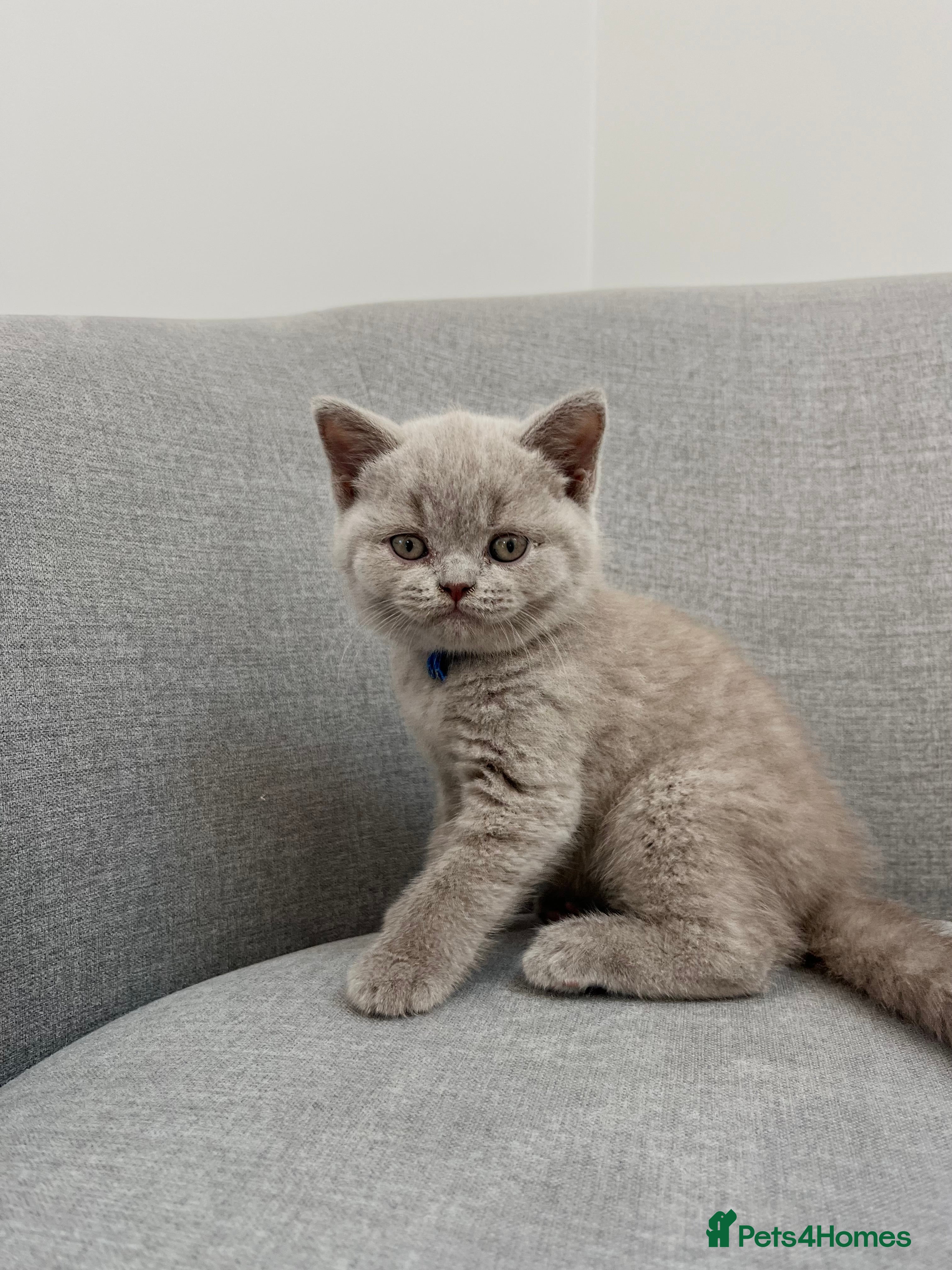 British Shorthair cats 🐾Beautiful British Shorthair Kittens🐾 - Advert 2