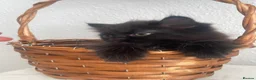 Mixed Breed cats for sale:  Persian kittens for sale  - Advert 15
