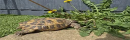 Tortoise reptiles for sale: Russian tortoise for sale in Sandy - Advert 3