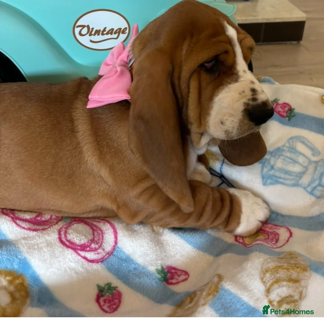Basset Hound dogs for sale: Basset hound  in Sittingbourne - Advert 2