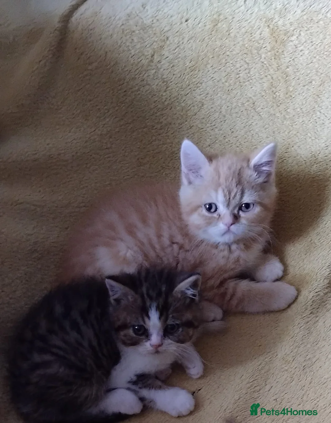 Exotic cats for sale: Beautiful kittens - Advert 3