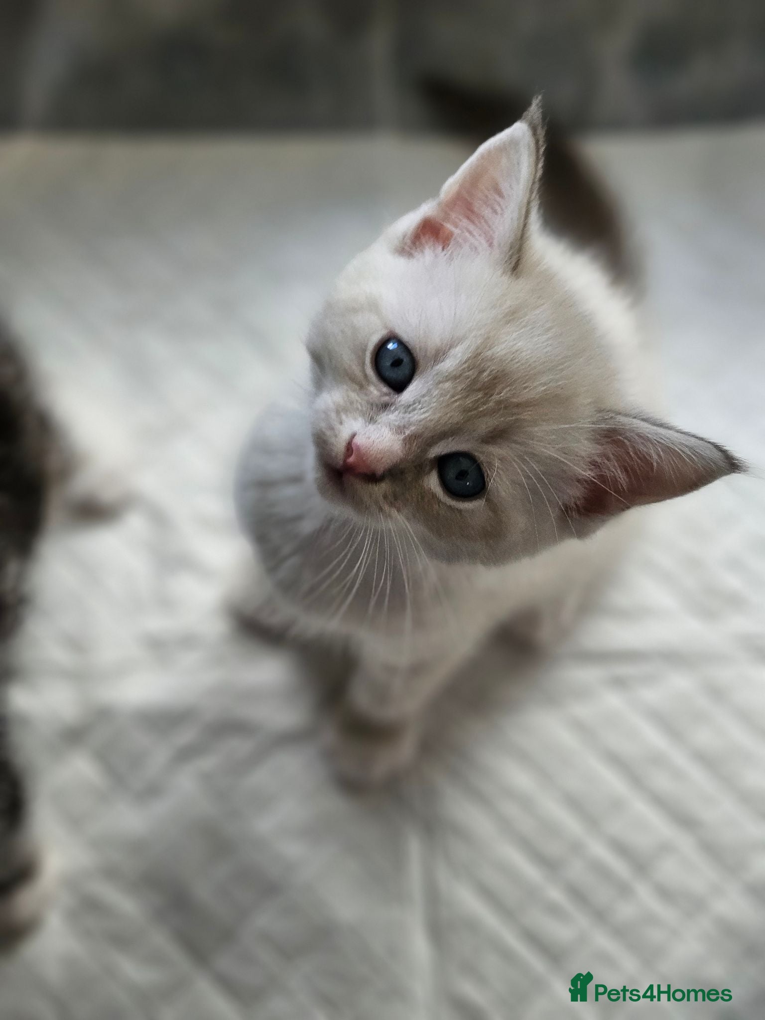 Ragdoll cats 4 sweet Ragdolls cross Scottish straight🩷🩷🩷🩵 - Advert 18