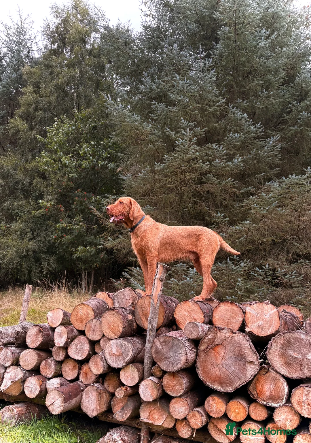 Hungarian Vizsla dogs for stud: winston - Advert 5
