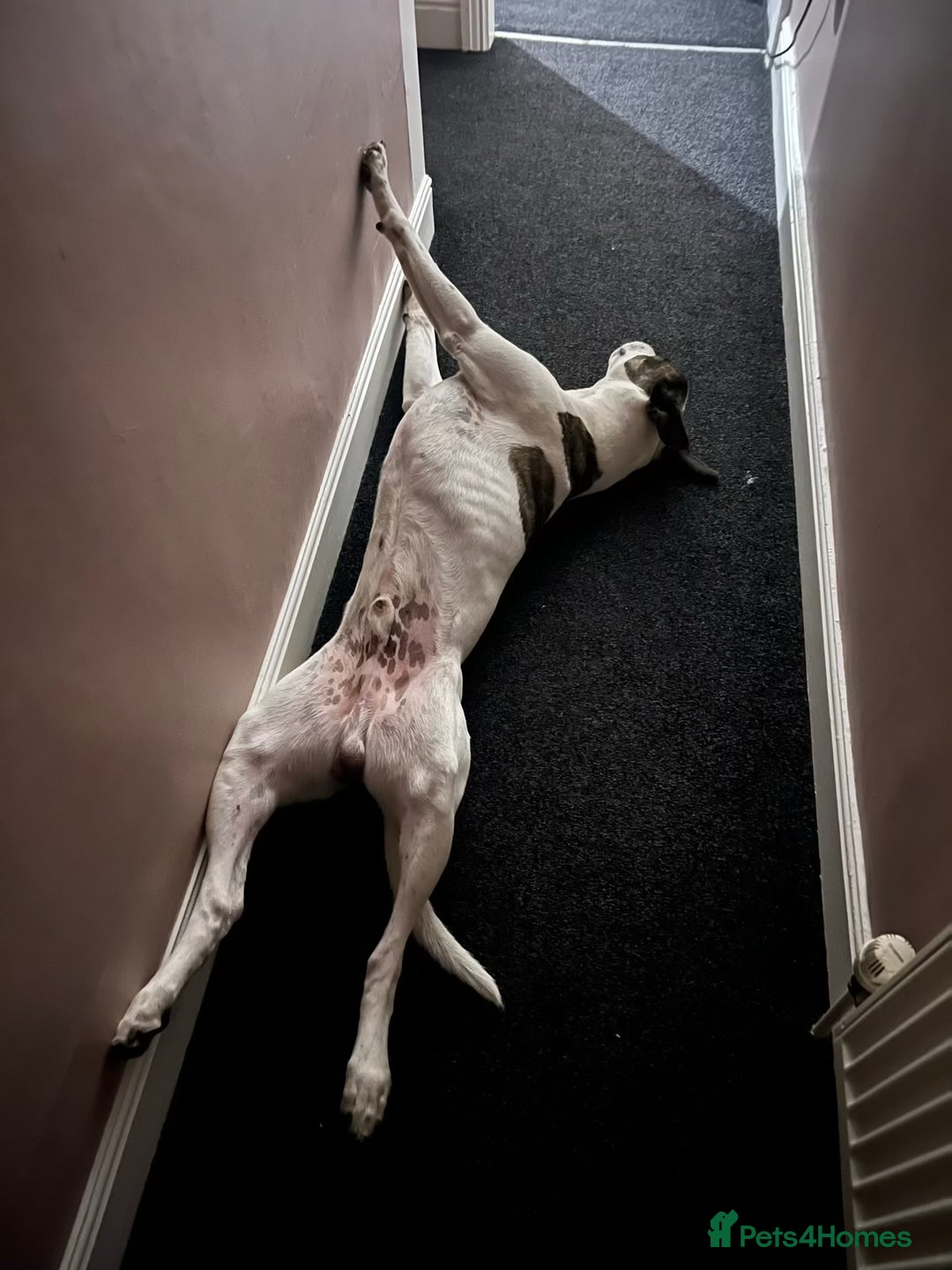 Lurcher dogs for sale: Lurcher cross  - Advert 4