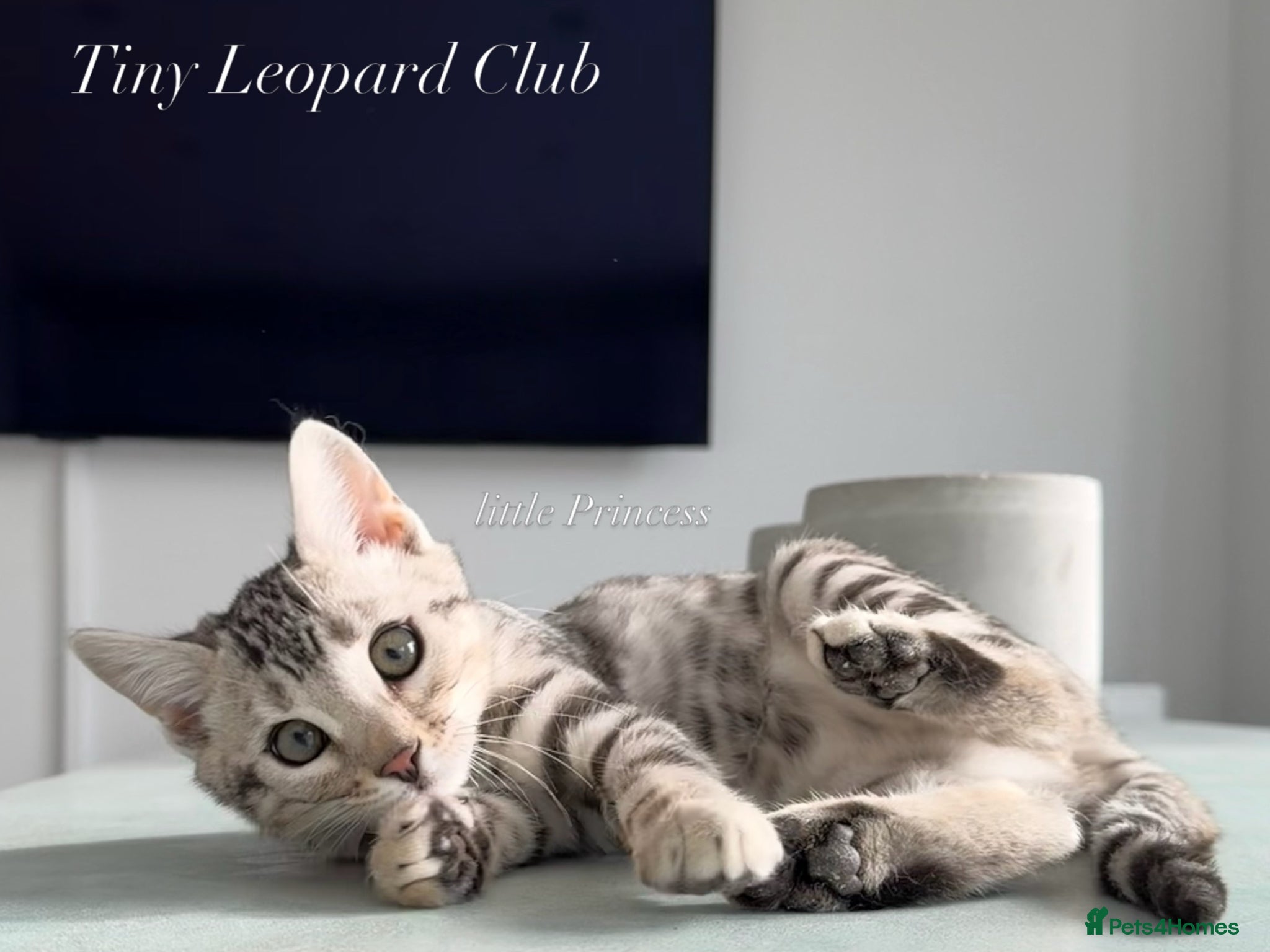 Bengal cats 🩶 Silver TICA Bengal Girl 🩶 Full Pedigree - Advert 1
