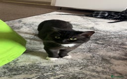 Mixed Breed cats for sale: Maine Coon X British Shorthair - Advert 4