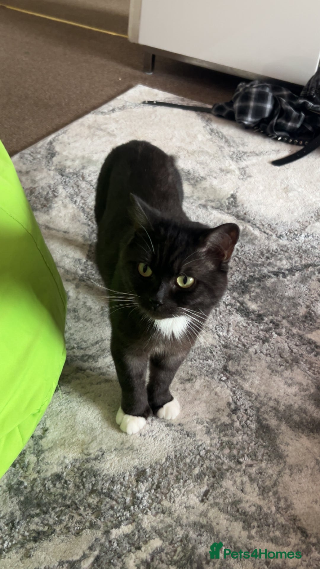 Mixed Breed cats for sale: Maine Coon X British Shorthair - Advert 4