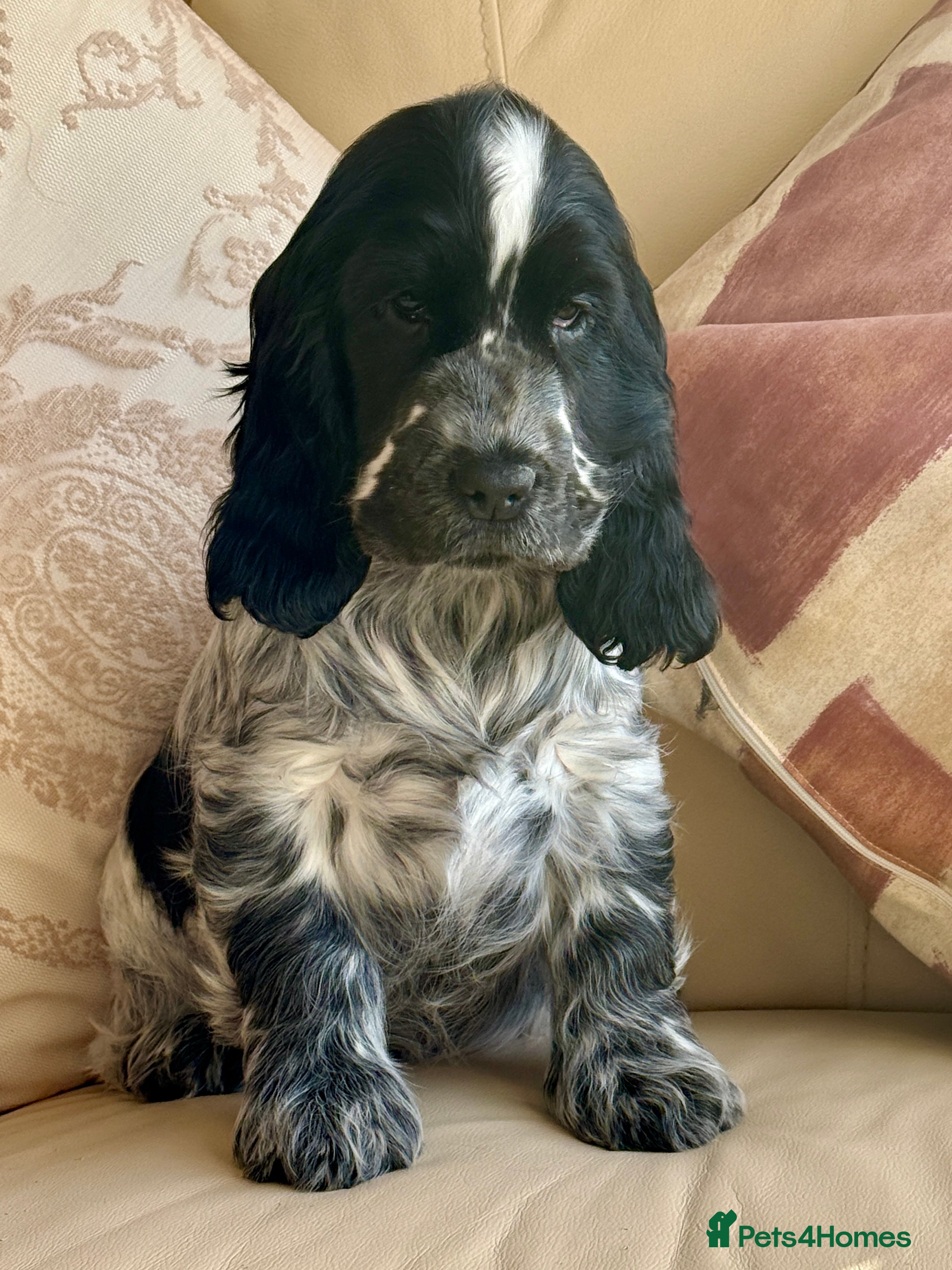 Cocker Spaniel dogs Exceptional Blue Roan female Cocker Spaniel  - Advert 1