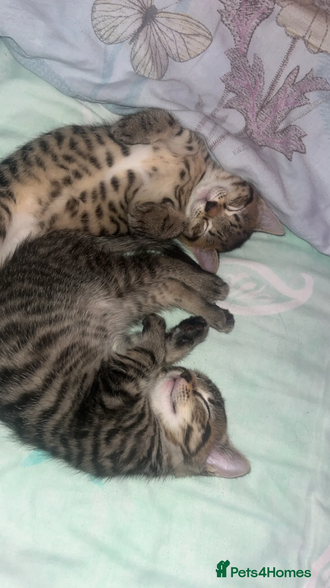 British Shorthair cats for sale: Male and female kitten 🤎 - Advert 10