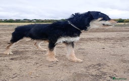 Lurcher dogs for sale: Beautiful Lurcher boy - Image 3