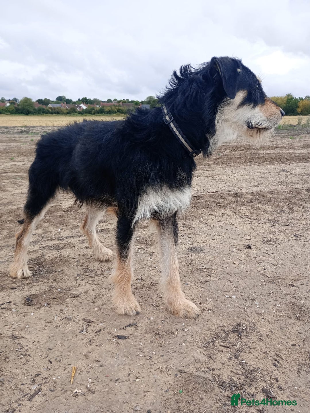 Lurcher dogs for sale: Beautiful Lurcher boy - Image 3