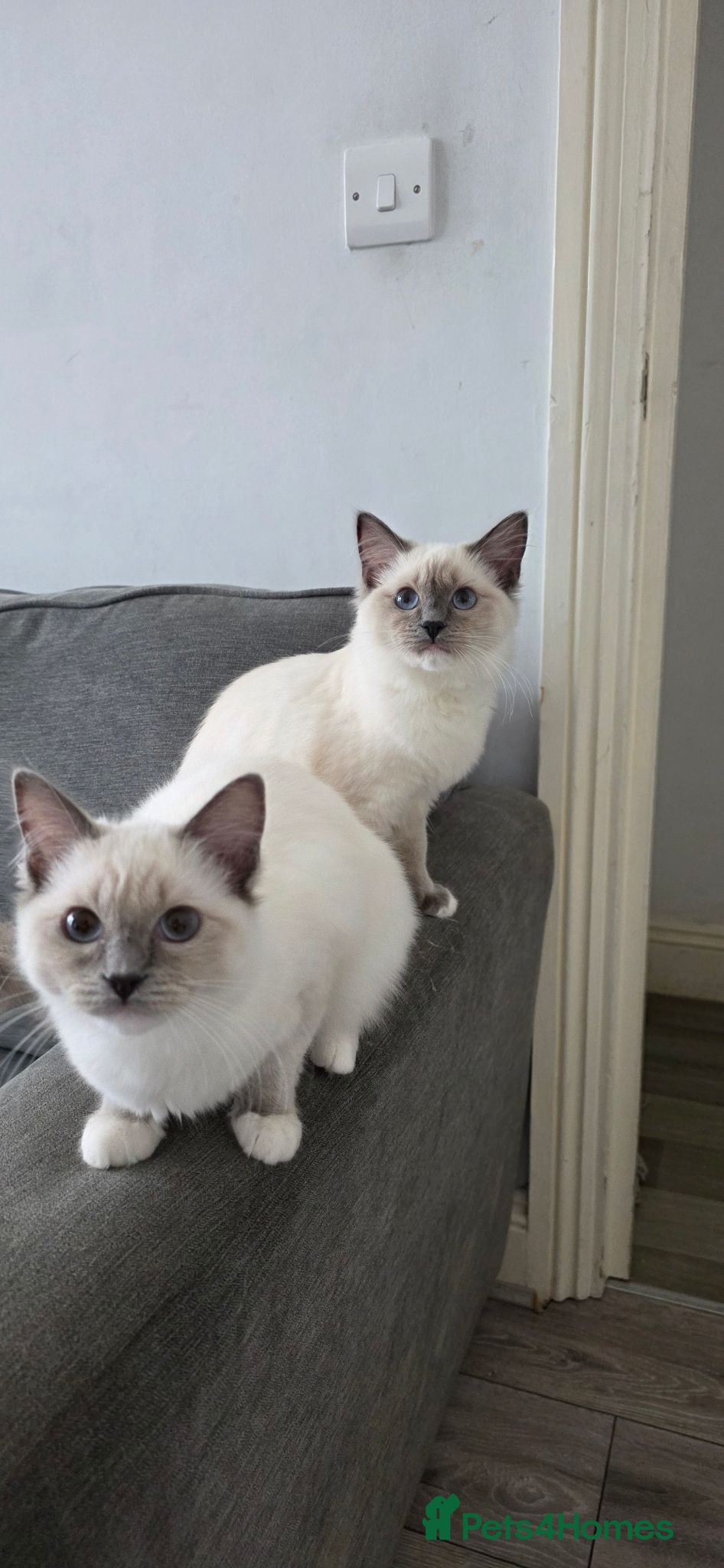 Ragdoll cats Pedigree Beautiful Ragdoll Kittens 2 BOYS 2 GIRLS - Advert 10