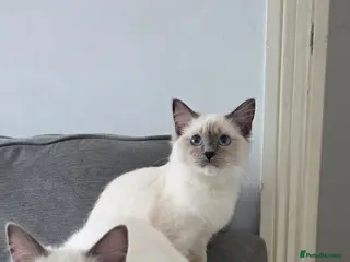Ragdoll cats Pedigree Beautiful Ragdoll Kittens 2 BOYS 2 GIRLS - Advert 10