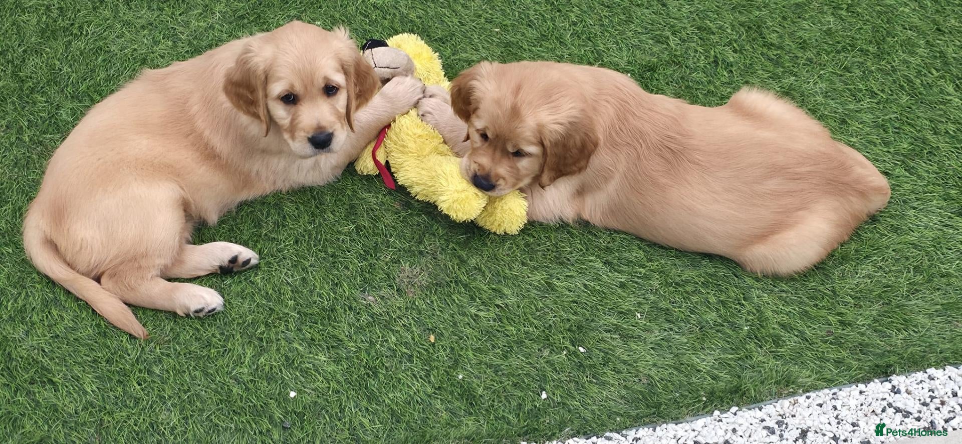 Golden Retriever dogs Lovely Golden Retriever Puppy's  - Advert 2