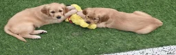 Golden Retriever dogs for sale: Lovely Golden Retriever Puppy's  - Advert 4