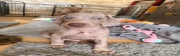 Weimaraner dogs for sale: Beautiful KC reg Weimaraner’s forever homes req - Advert 12