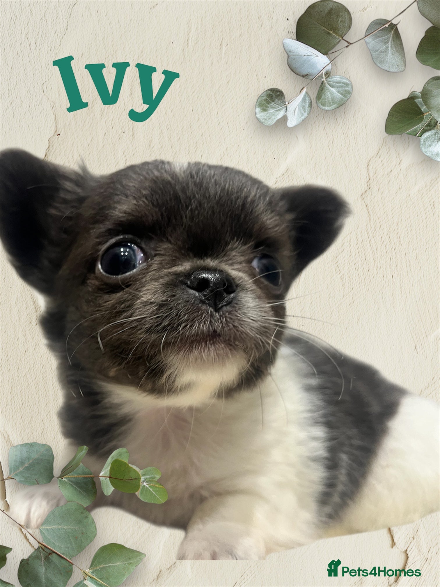 Chihuahua dogs Lovely fluffy Chihuahua 💕 boys & girls - Advert 4